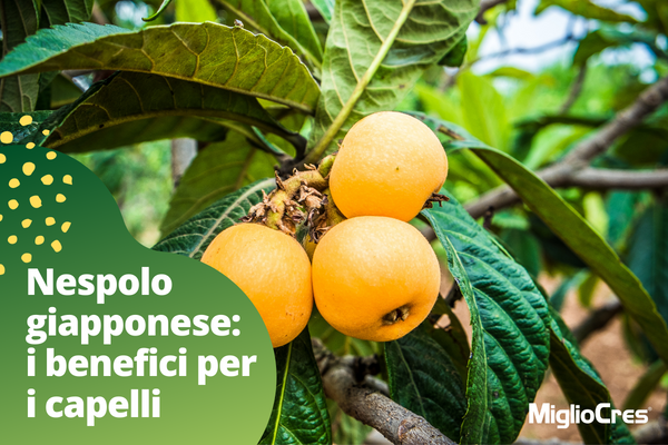 Nespolo giapponese: proprietà e benefici per i capelli